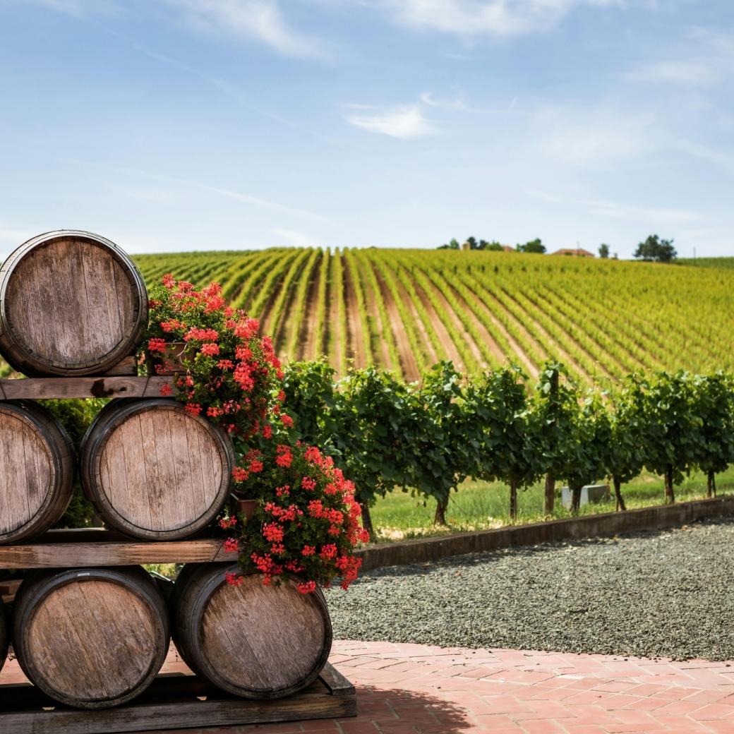 wineyard